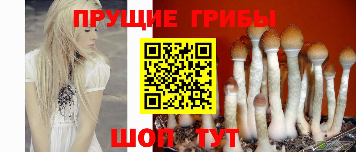 Галлюциногенные грибы GOLDEN TEACHER Дзержинск